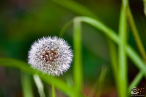 Close-up macro photo of a white dandelion seedhead against blurred green natural background.