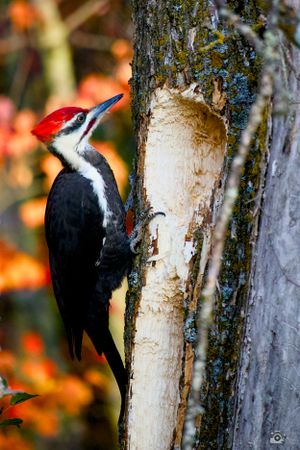 Pileated woodpecker with striking red crest perches on birch tree trunk against autumn colors.