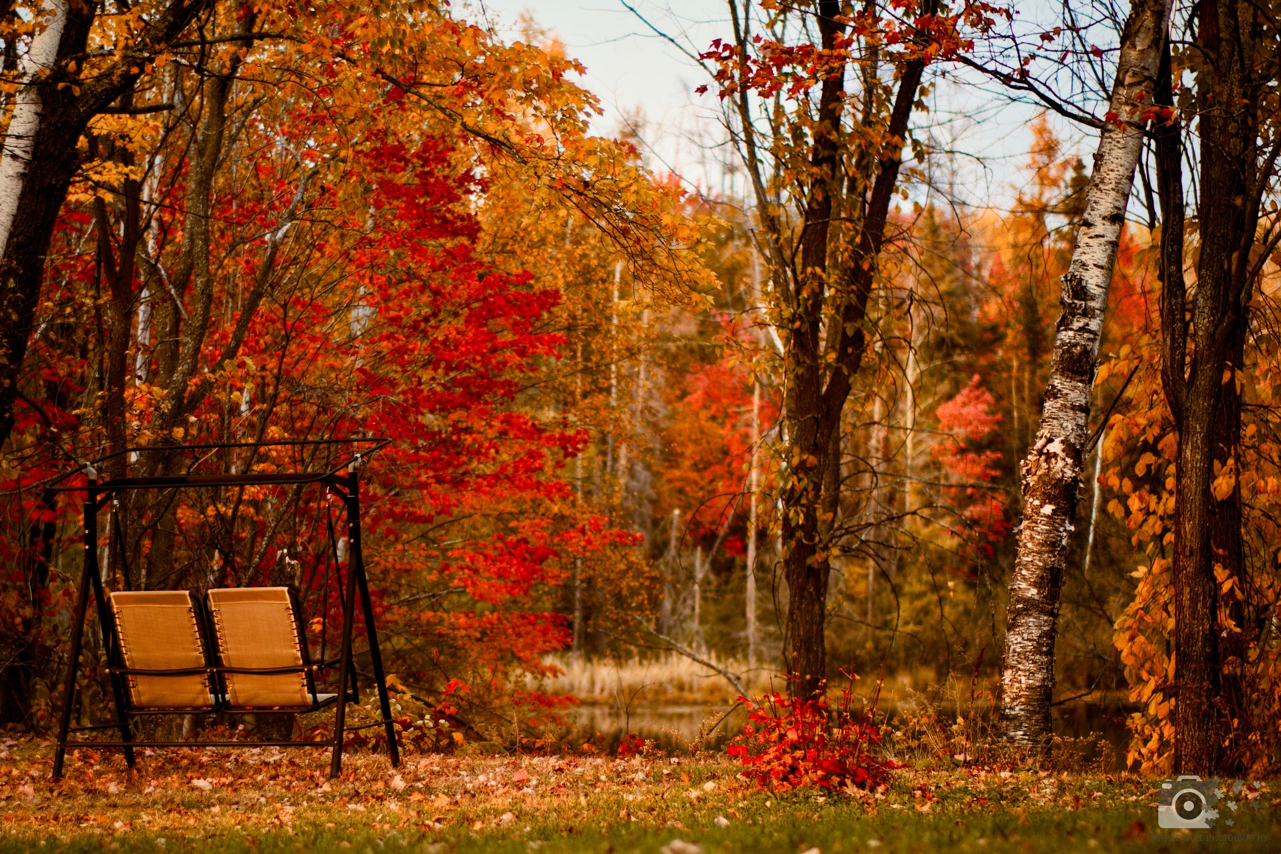 Wooden bench surrounded by vibrant red and orange fall foliage in a peaceful forest setting.