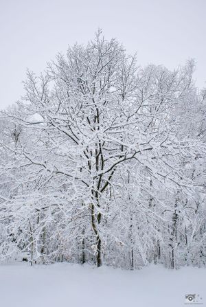 Snow-covered tree branches create a serene winter landscape against a gray sky.