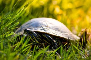 A shiny brown turtle with distinct markings rests in lush green grass on a sunny day.