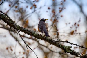 A small gray bird perches delicately on a bare tree branch against a soft blurred winter sky background.