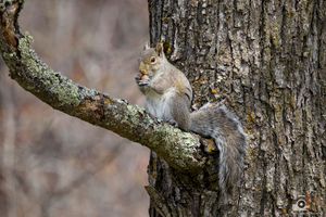Gray squirrel sits on a moss-covered tree branch while eating in a woodland setting.