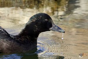 A dark-feathered duck with water droplets dripping from its beak swimming in rippling water with golden reflections.