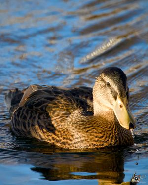 Mottled duck swimming in calm rippling water with golden sunlight illuminating its detailed feathers.