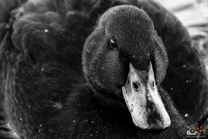 Close-up portrait of a dark-feathered duck with rippling water reflections and a detailed eye in black and white.