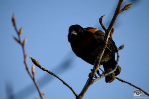 A small black songbird with orange wing patches perches on a bare tree branch against a bright blue sky.