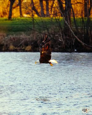 A bald eagle soars gracefully over a lake at sunset, displaying its majestic wingspan while hunting for fish.