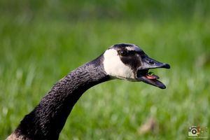 A close-up profile of a Canada goose with open beak against blurred green grass background.