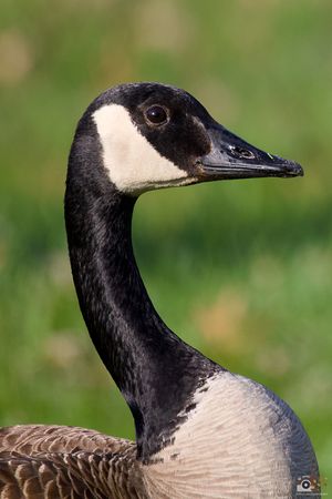Close-up portrait of a Canada goose with distinctive black head and white chinstrap against blurred green background.