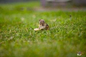 A tiny chipmunk sits in lush green grass, looking directly at the camera with alert curiosity.