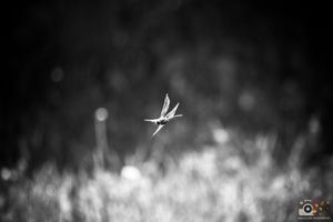 A small white dragonfly hovers gracefully in black and white against a soft, blurred bokeh background.
