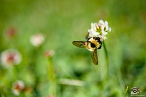 A yellow and black bumblebee hovers near small white wildflowers against a blurred green background.