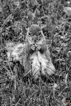 A black and white photograph of a squirrel standing upright in grass while holding and eating food.
