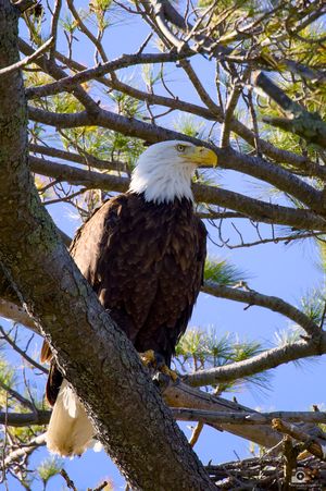 A majestic bald eagle perches on a tree branch against a blue sky with sunlit pine needles in the background.