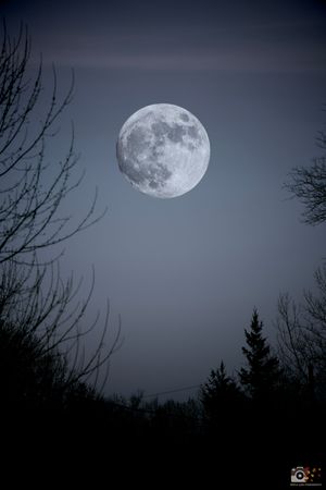 A bright full moon glows in a dark night sky, framed by silhouetted tree branches against a moody backdrop.