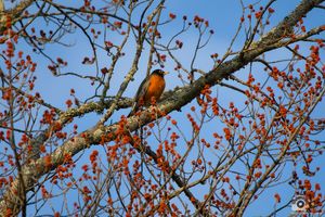American robin perched on tree branch with red berries against bright blue sky.