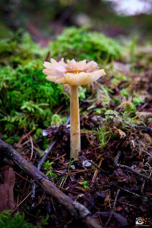 A delicate pink mushroom grows amid vibrant green moss and forest floor debris in a macro nature photograph.