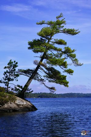 A windswept pine tree leans over crystal blue lake waters from a rocky outcrop against vibrant blue sky.