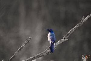 Six similar photographs of a small blue kingfisher bird perched on a branch against a blurred background.