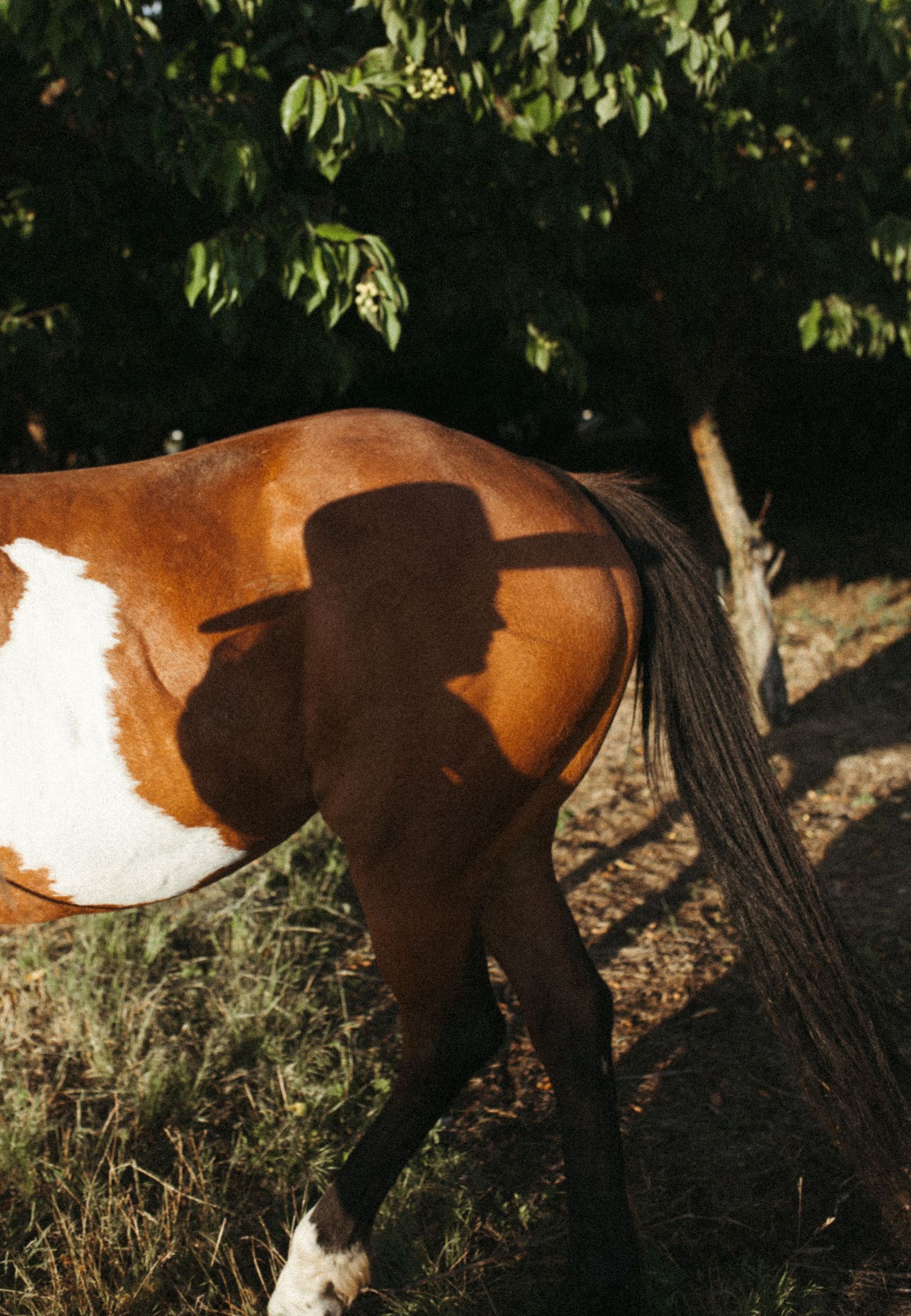 A cowboy hat shadow cast on the back of a brown and white paint horse standing beneath a leafy tree in golden light.