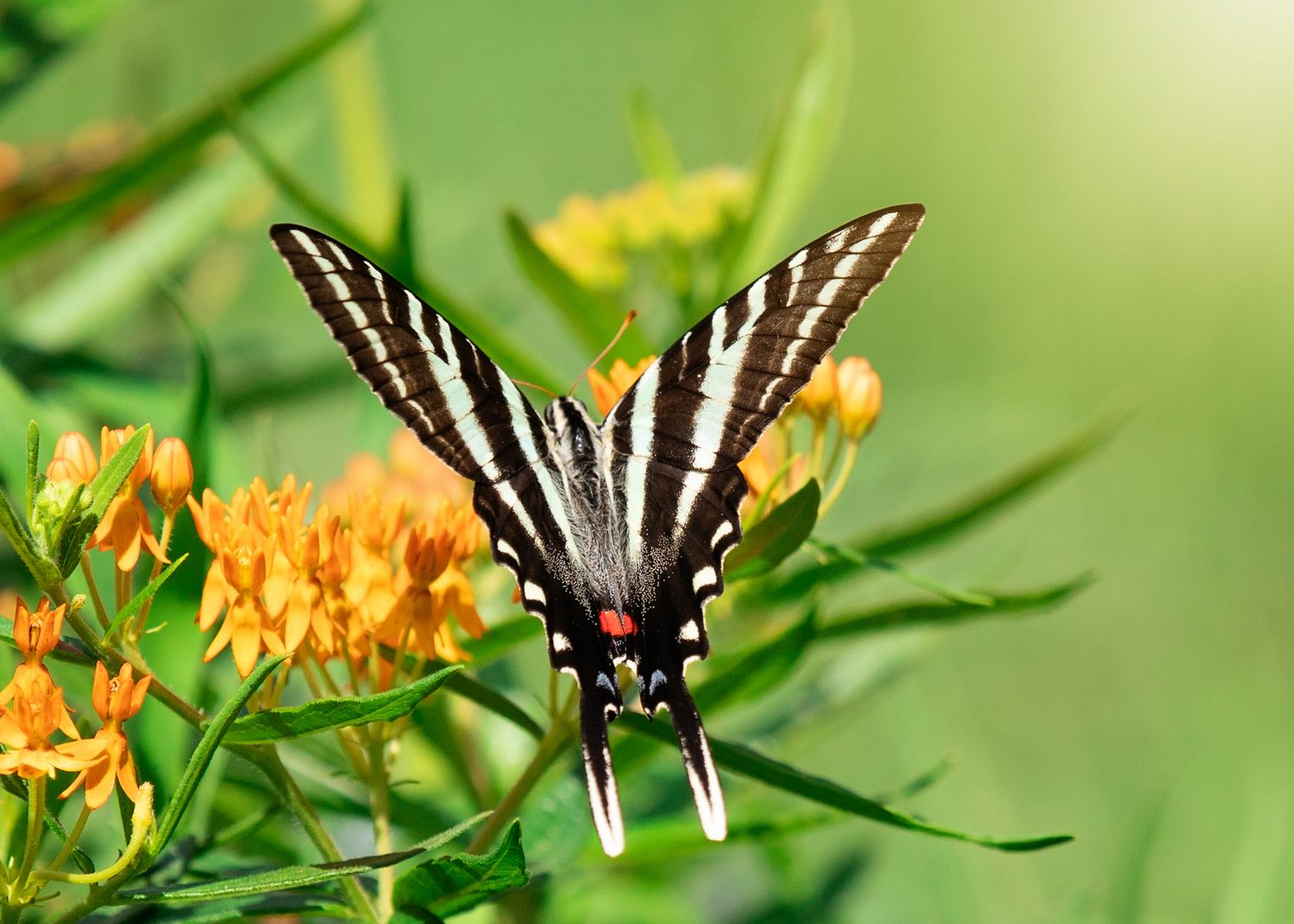 Zebra Swallowtail on butterfly weed in the Ozarks.
