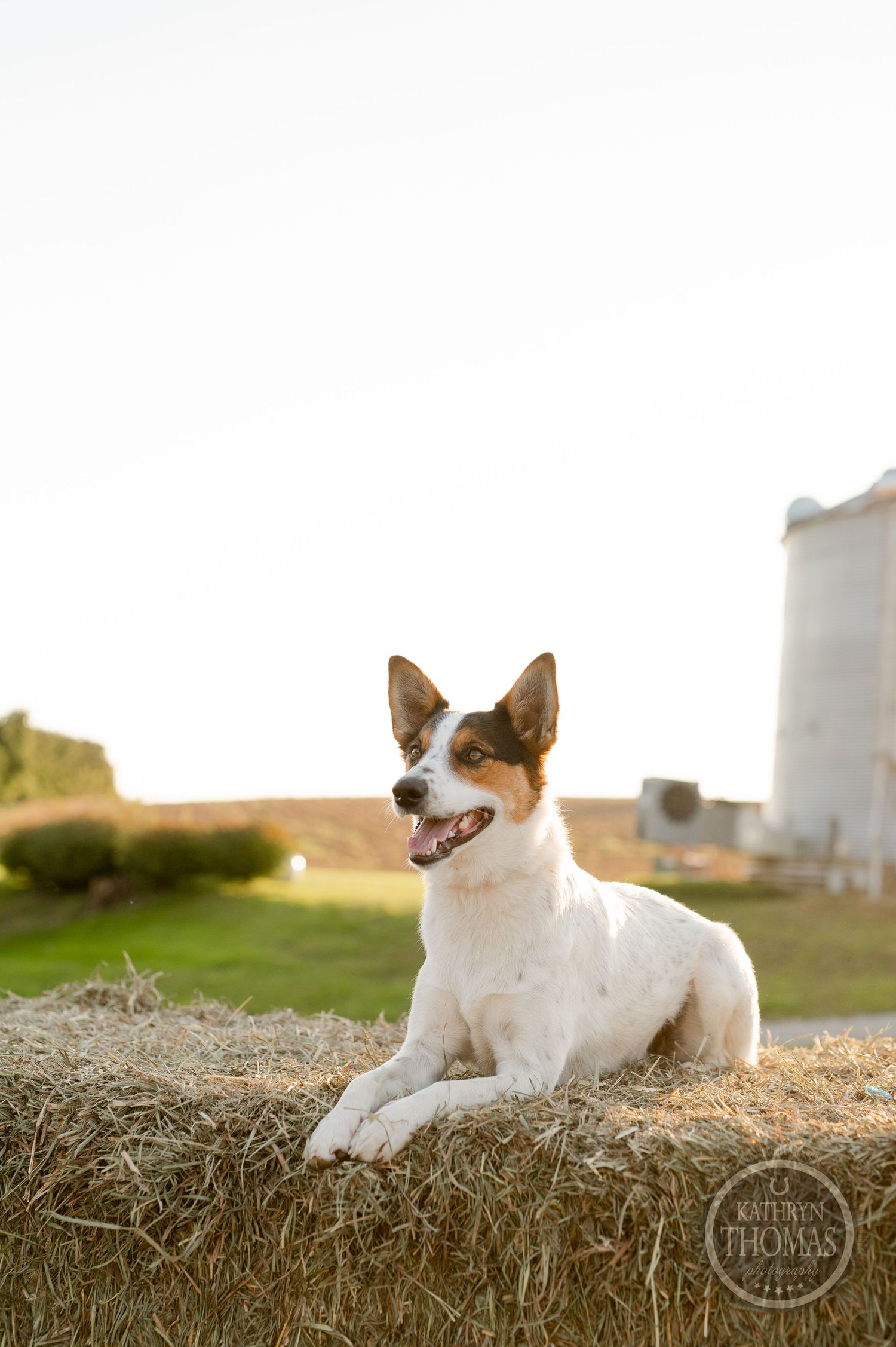 White and brown dog rests on hay bale with grain silo visible in background.