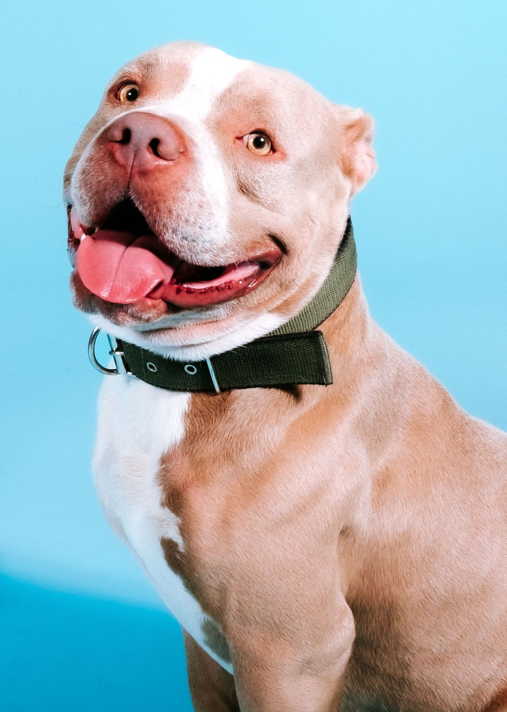 fotógrafo mascotas gran canaria, fotógrafo perros las palmas, fotógrafo perros gran canaria, las palmas, fotógrafo mascotas Las Palmas