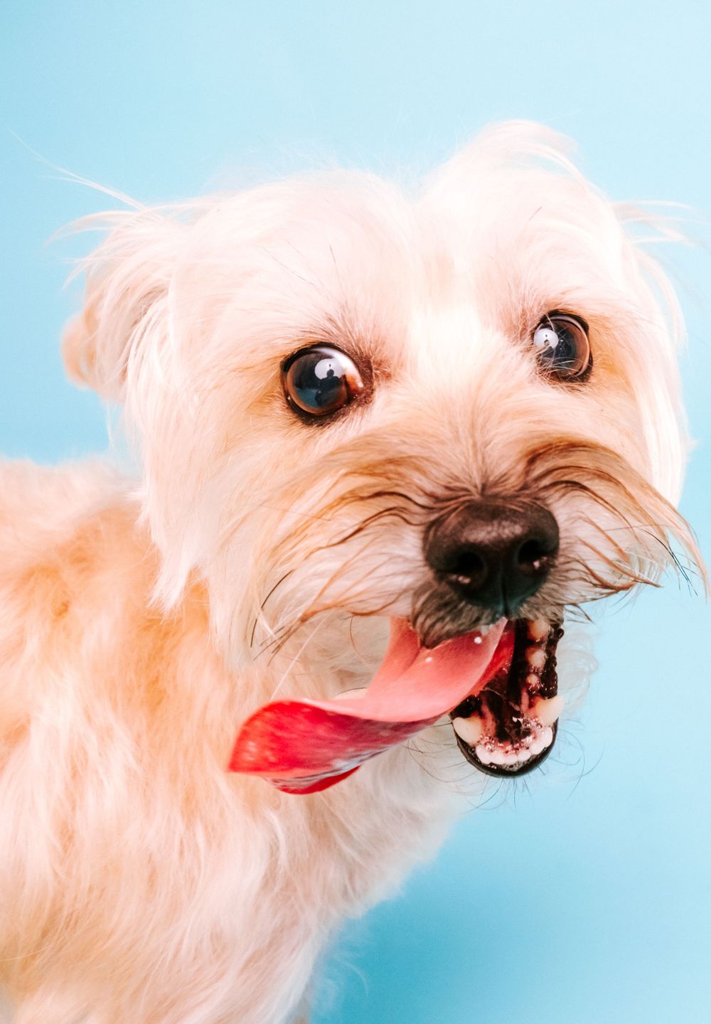 fotógrafo mascotas gran canaria, fotógrafo perros las palmas, fotógrafo perros gran canaria, las palmas, fotógrafo mascotas Las Palmas