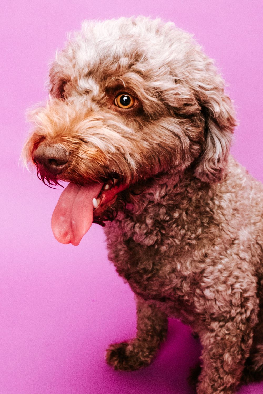 fotógrafo mascotas gran canaria, fotógrafo perros las palmas, fotógrafo perros gran canaria, las palmas, fotógrafo mascotas Las Palmas