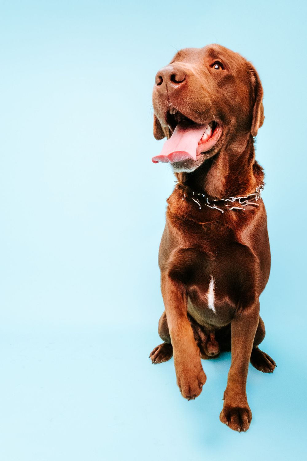 fotógrafo mascotas gran canaria, fotógrafo perros las palmas, fotógrafo perros gran canaria, las palmas, fotógrafo mascotas Las Palmas