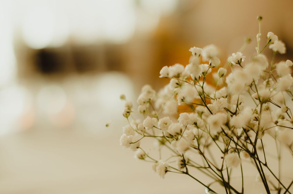 Delicate white baby's breath flowers in soft focus create a dreamy botanical composition.