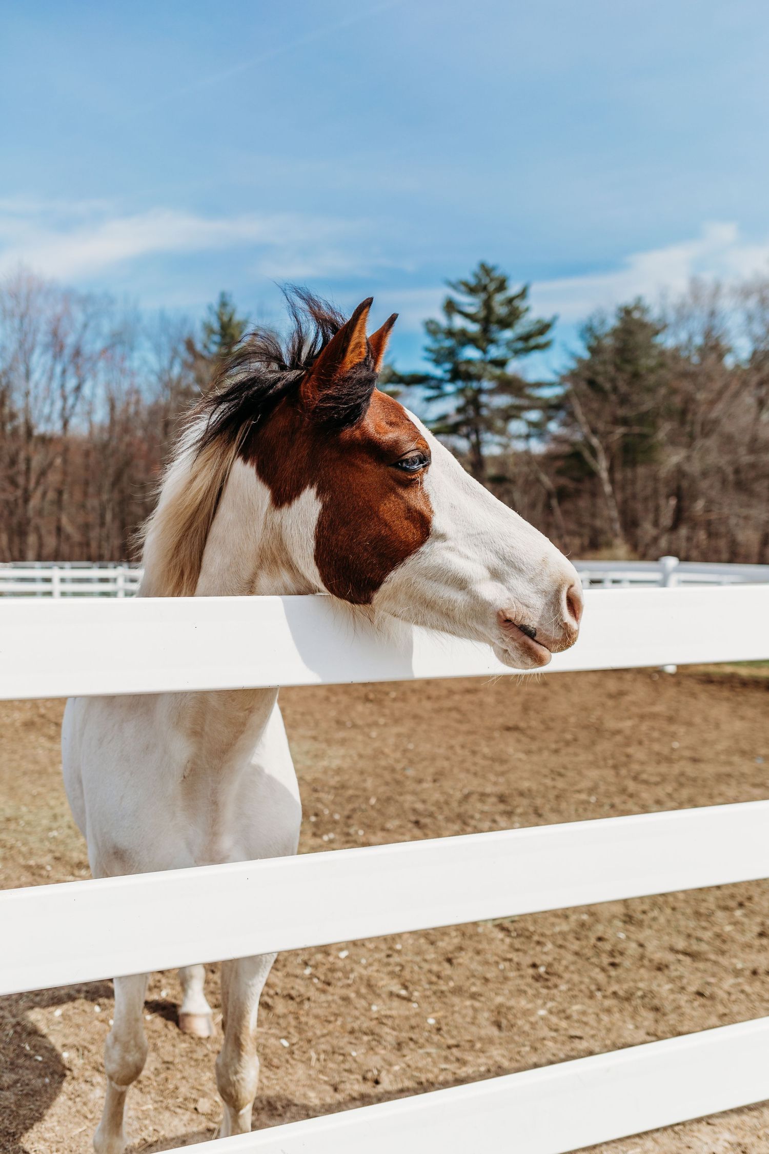 horse