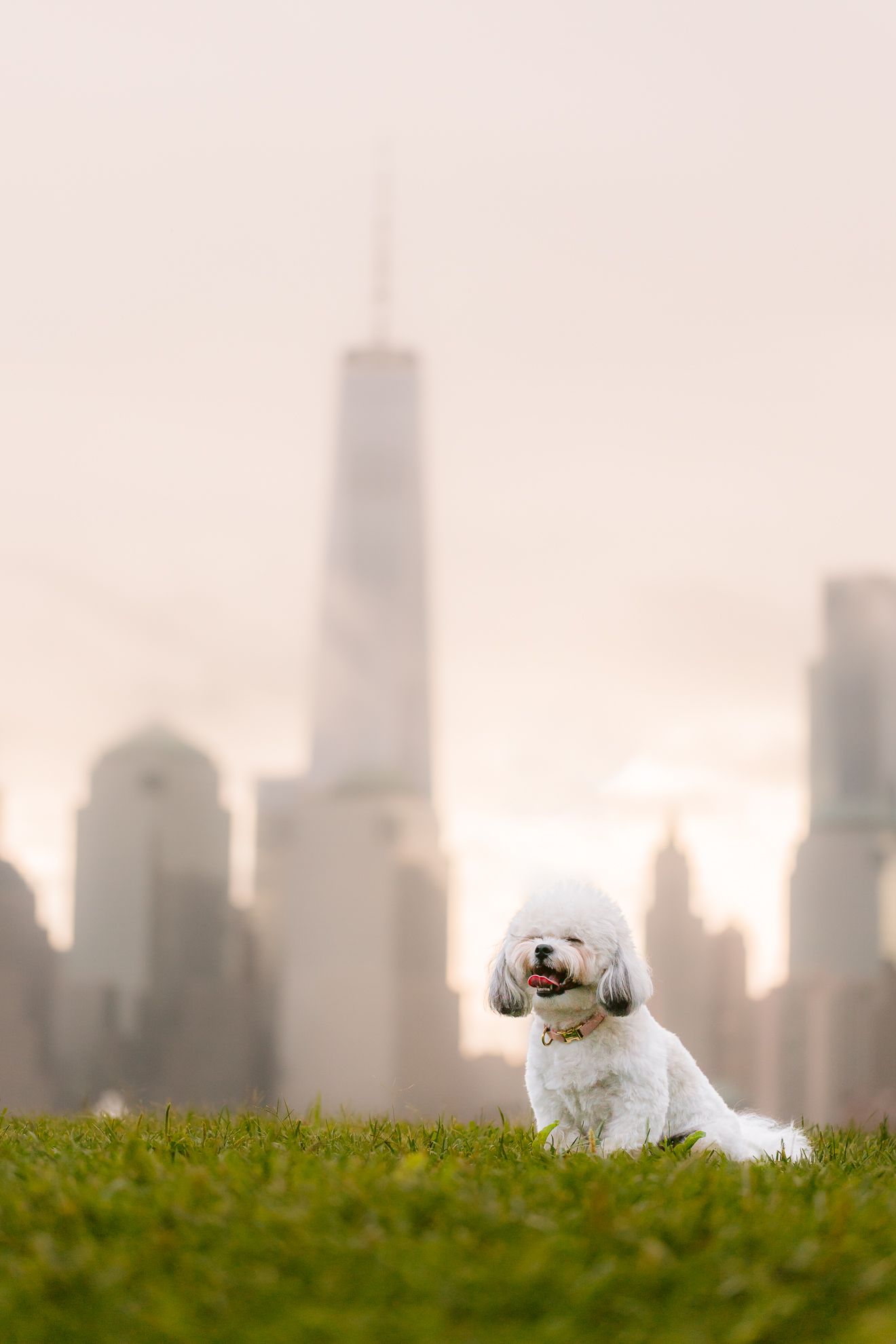 Furry Moments New York New Jersey Pet Photography