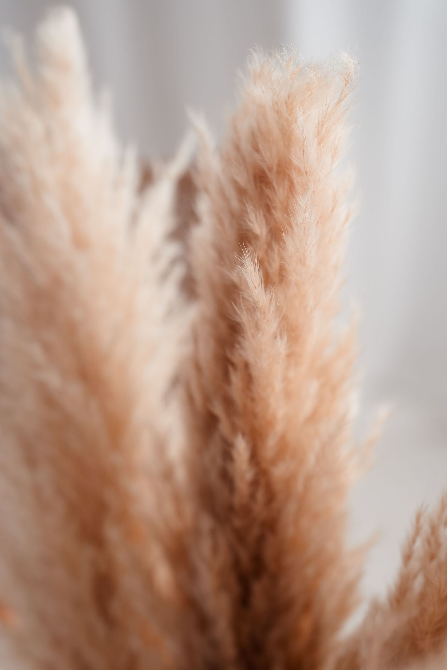 Pampasgras in warmen Naturtönen, Aufnahme aus dem Fotostudio