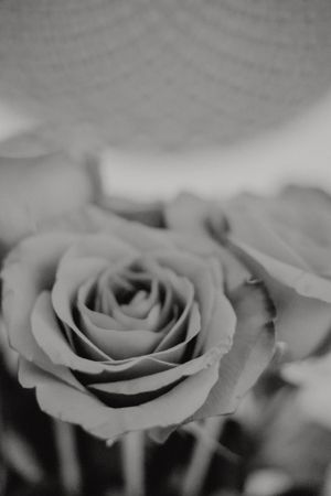 Close-up black and white photo of a delicate rose in soft focus.