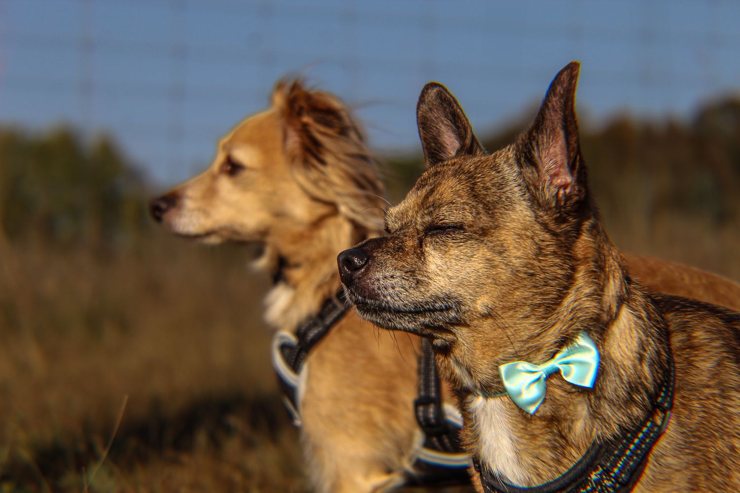 Two brown dogs on leashes outdoors, the foreground dog wearing a light blue bow tie accessory.