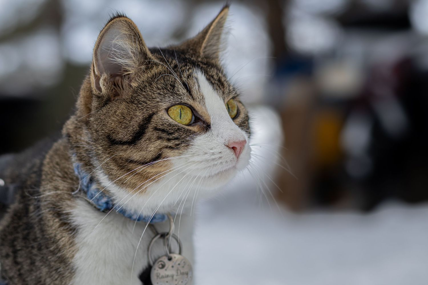 A tabby cat wearing a blue collar with a tag looks sideways in a snowy outdoor setting.