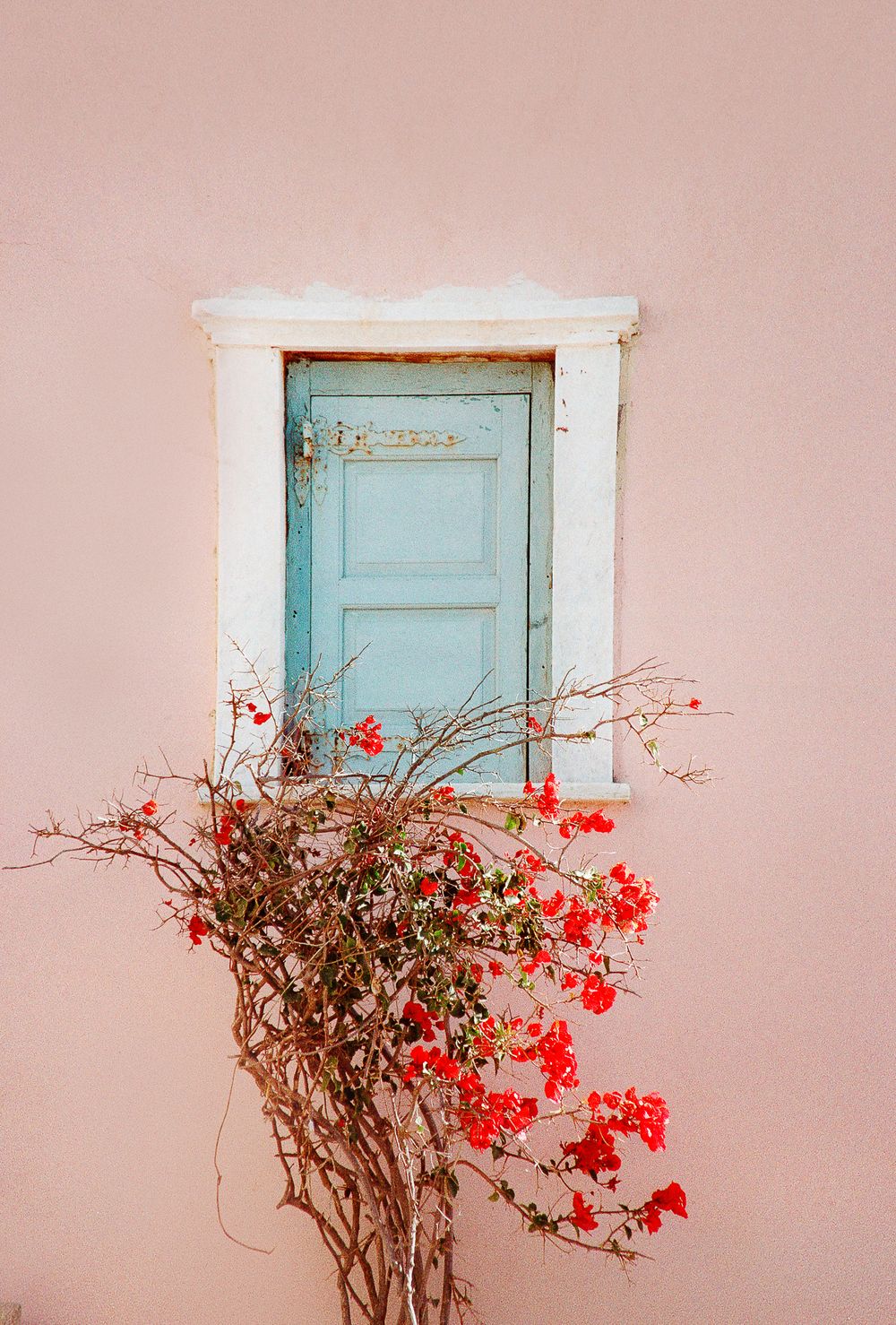 Pink wall with blue door and blooming red bougainvillea