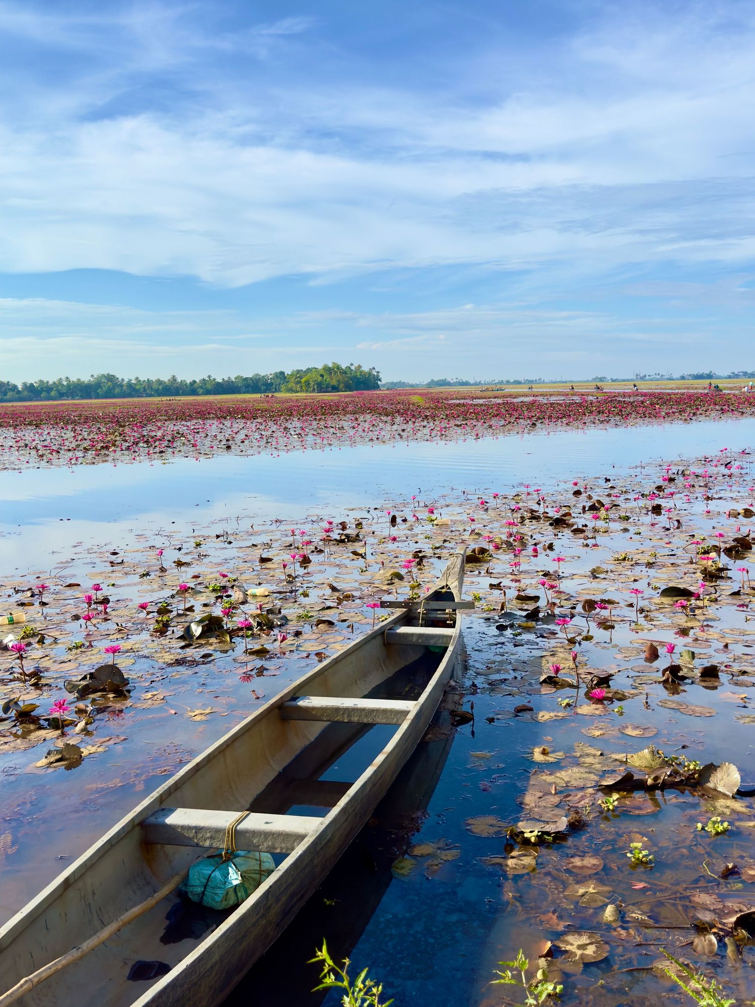 Lilly pads and boat rides under a beautiful blue sky in Kerala, India.