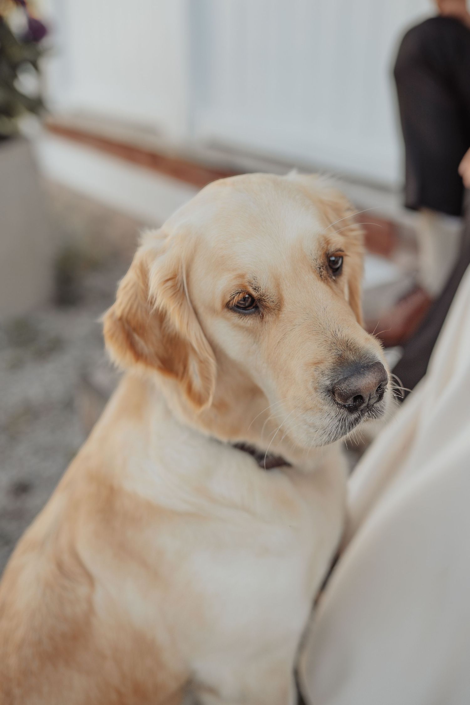 A golden retriever dog sitting attentively indoors, looking up with soft brown eyes and a calm expression.
