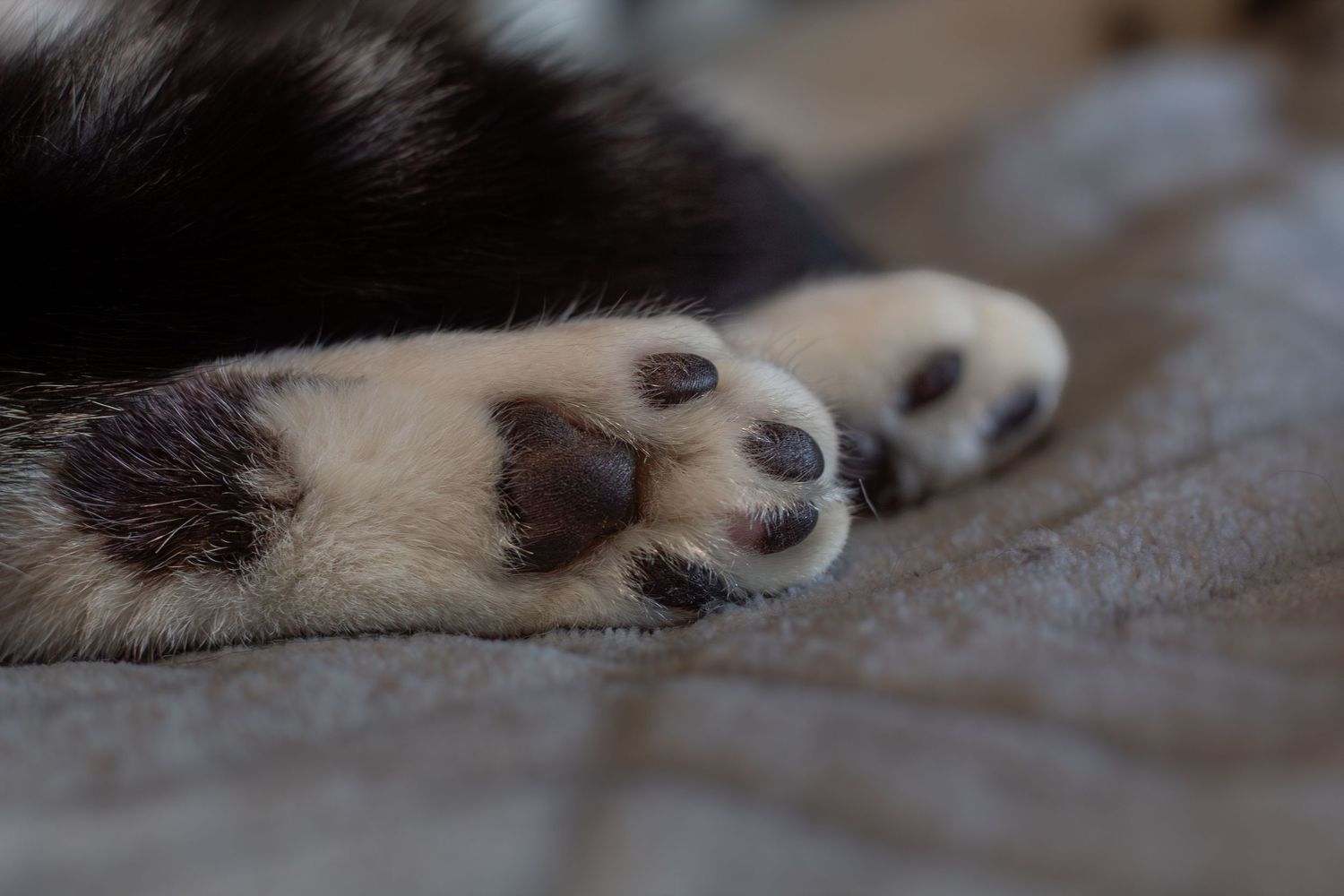 Close-up of a black and white dog paw with spotted pink and black paw pads resting on gray fabric.