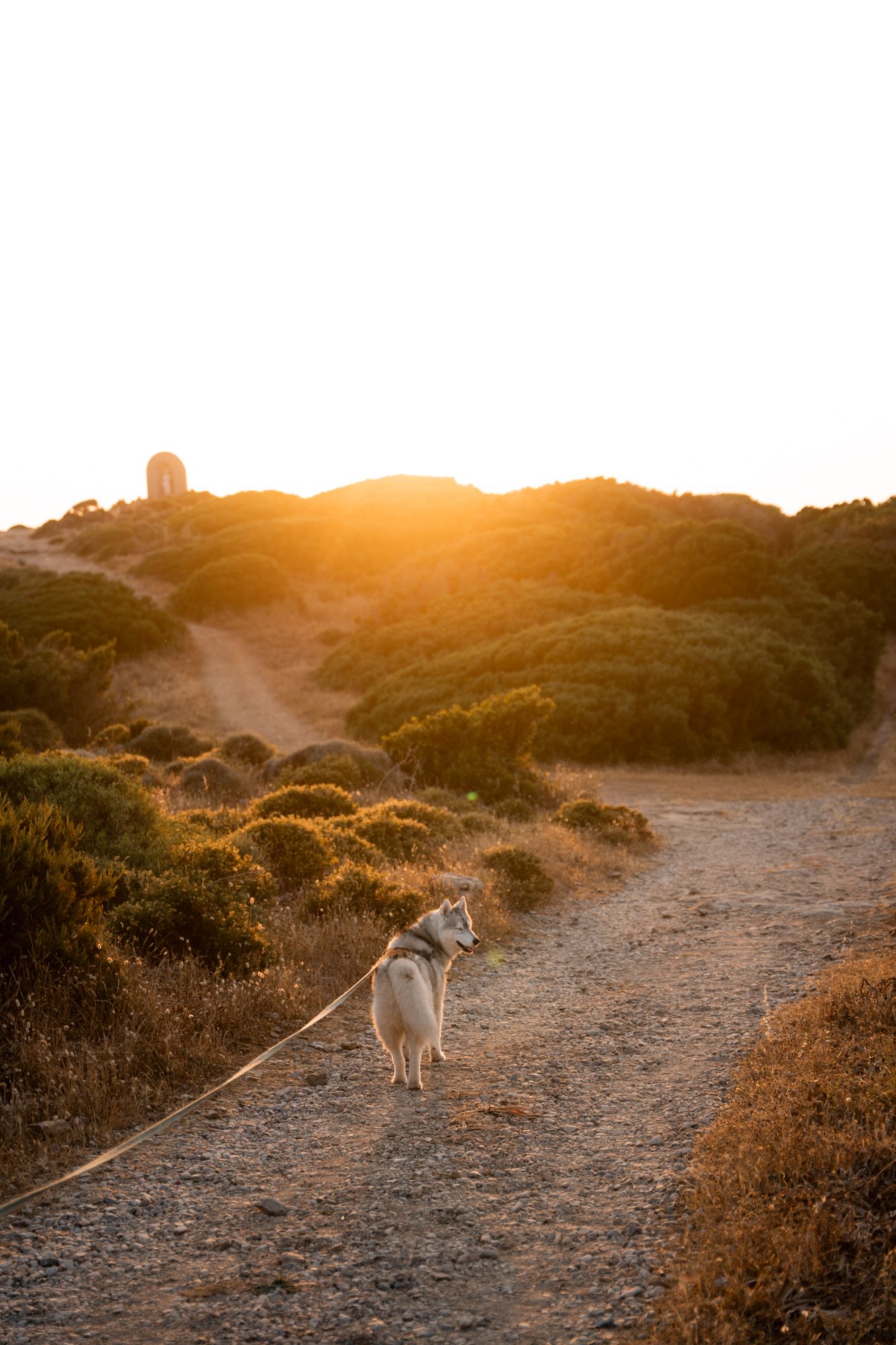 chien qui se promène au coucher du soleil au moulin mattei