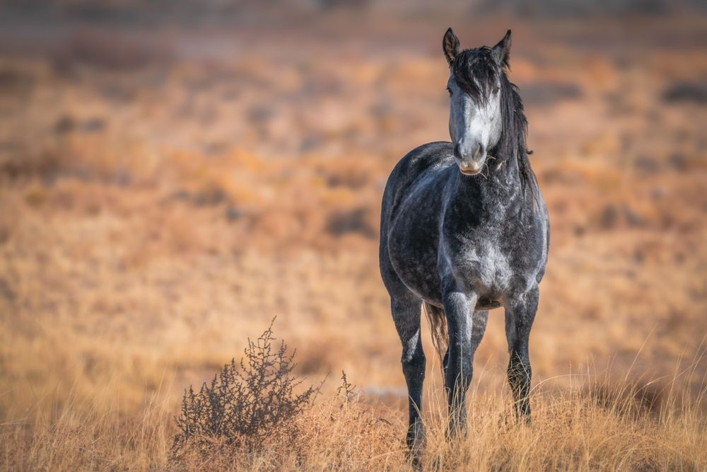 Wild Horse