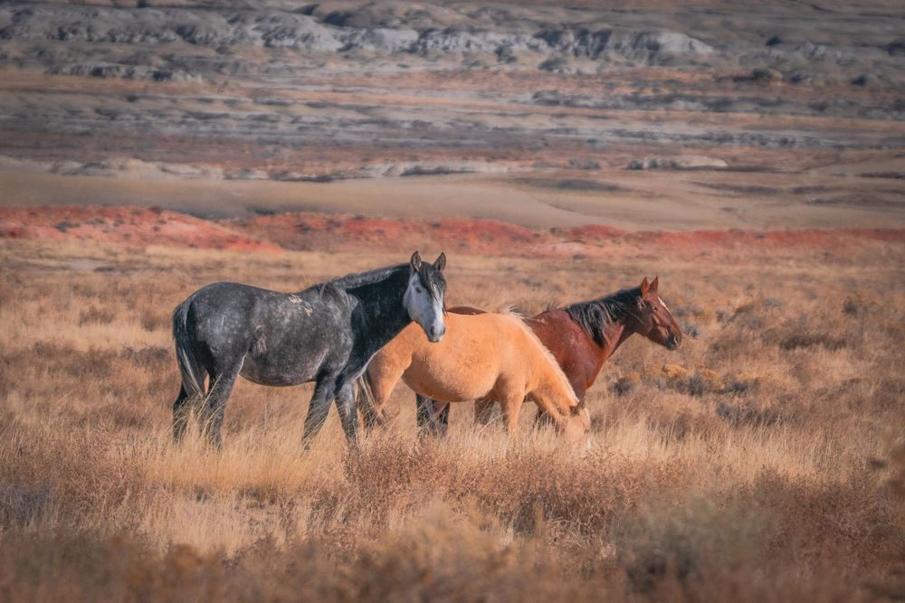 Fine Art Photography Landscape New Mexico