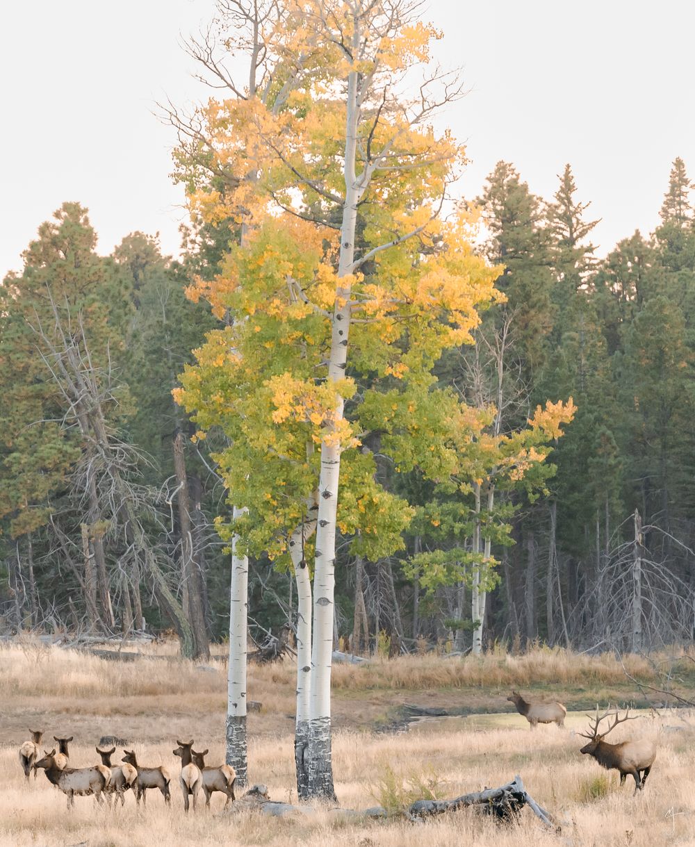 Jemez Elk
