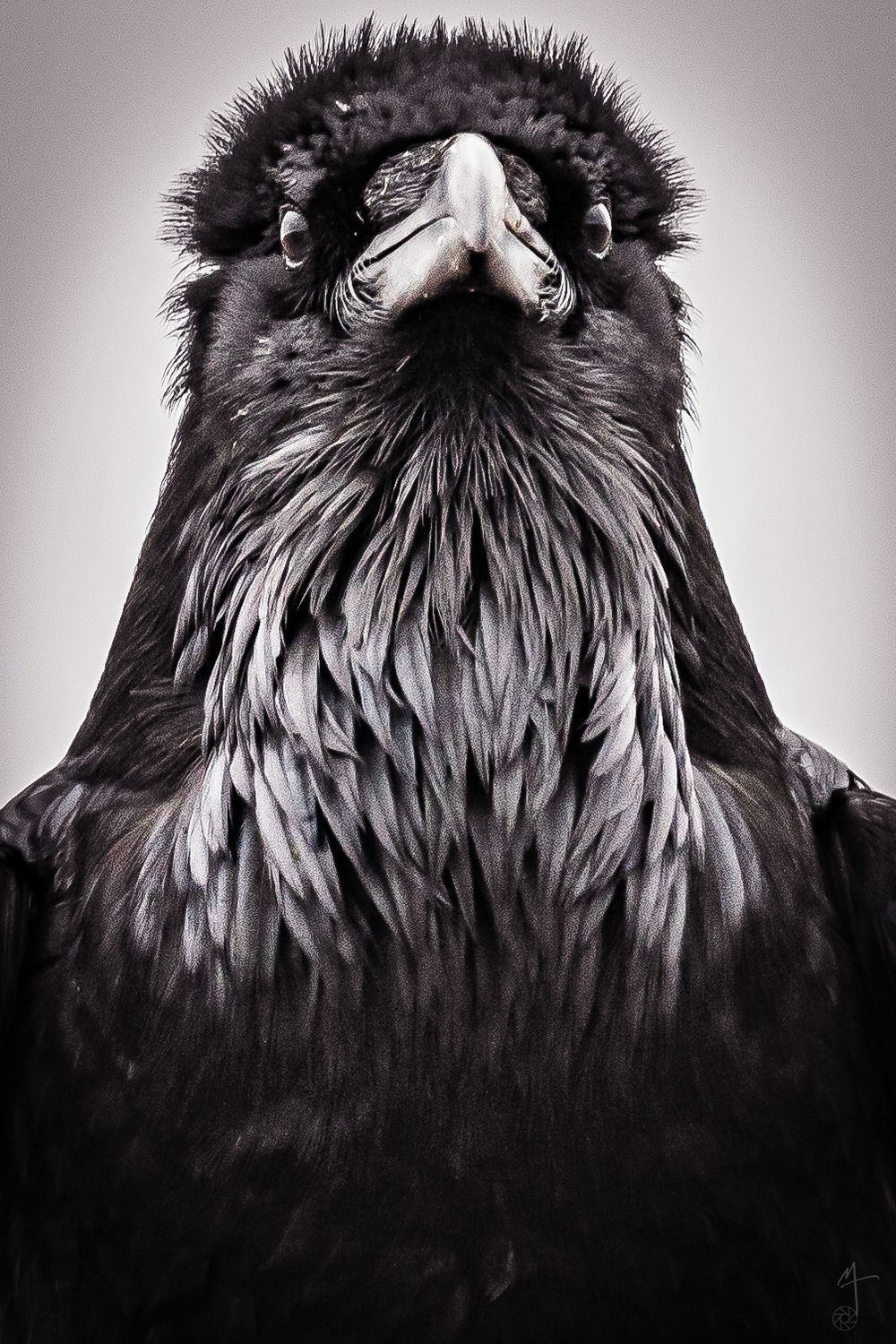 Raven Front