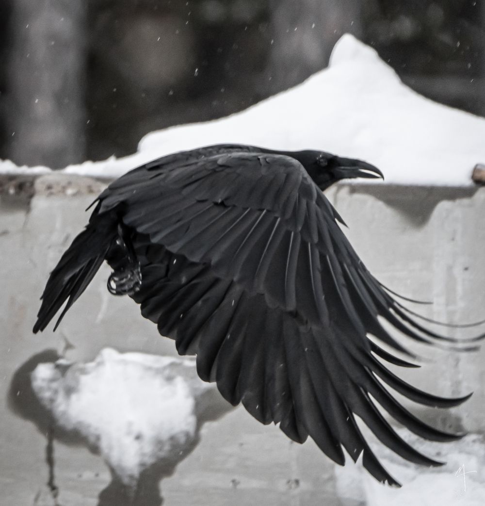 Raven in flight