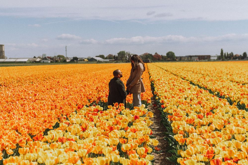 Vibrant orange tulip fields stretch across the Dutch countryside under blue skies.