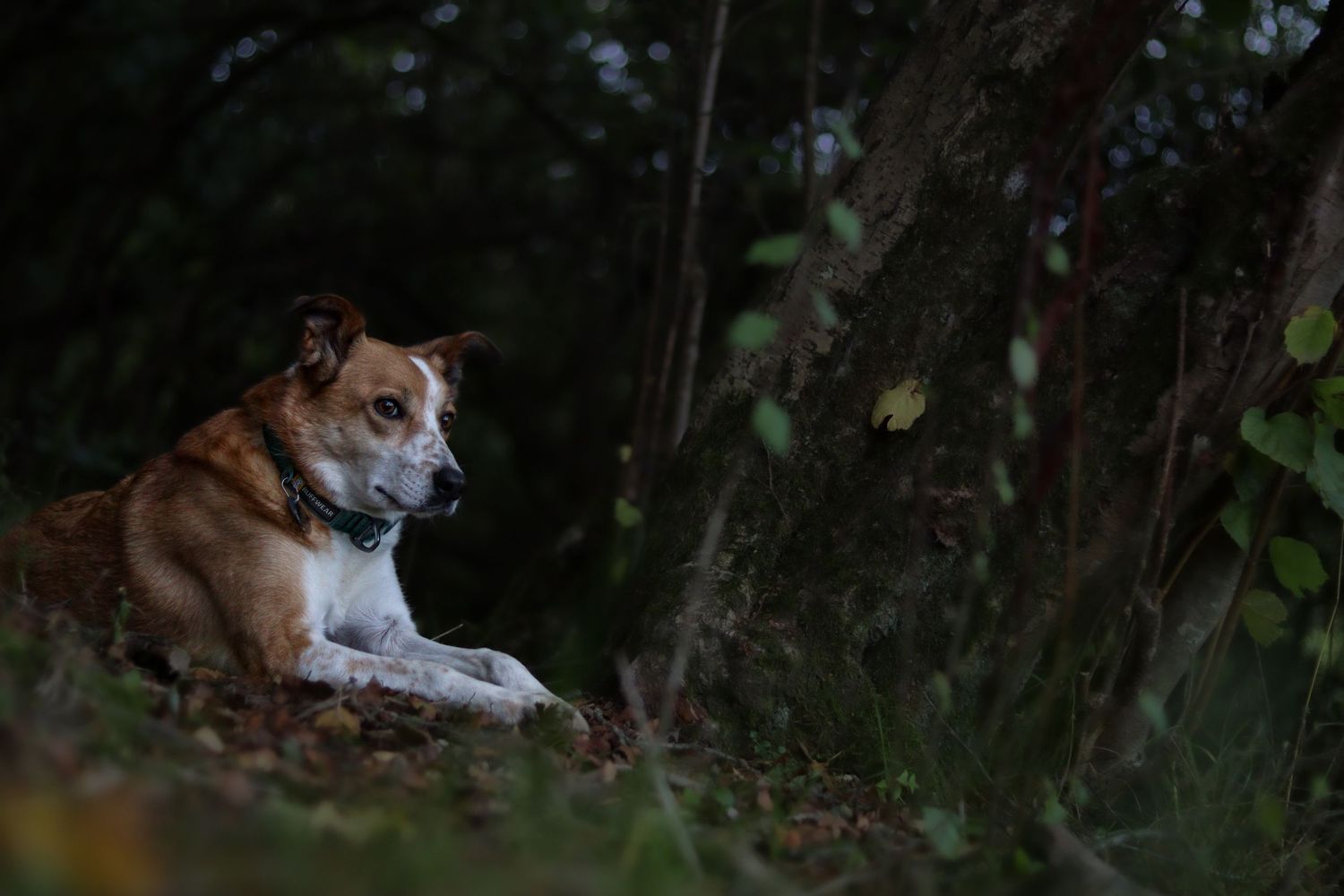 Photograph of a Welsh Sheepdog/Collie by Woodland  Workbench